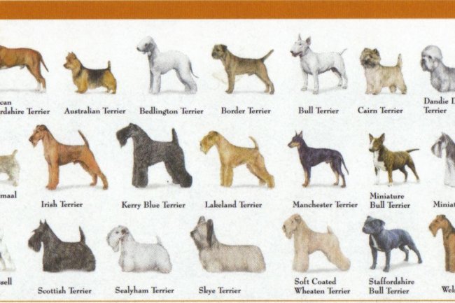 Categories of Dogs - Sporting Dogs - Ancient Greece Reloaded - Blog and ...