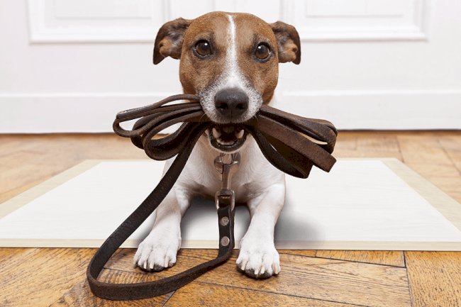 Leash Training for Dogs