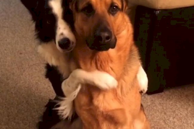 How to Socialize your Puppy 