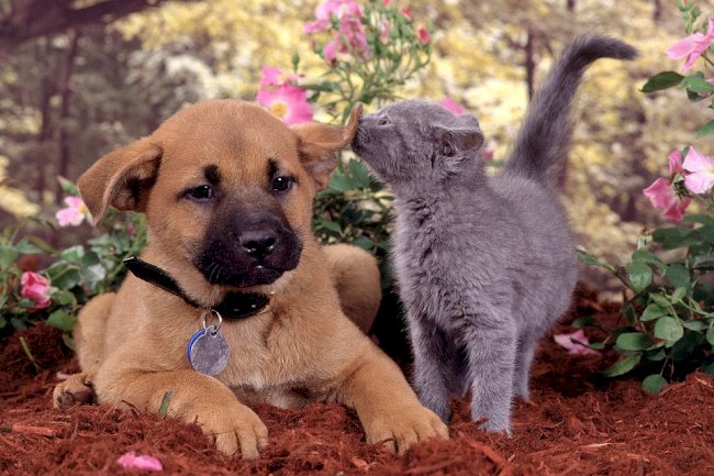 Dogs and Cats leaving together 