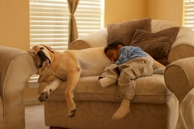 Dogs and Kinds: 4 Tips to keep them safe 