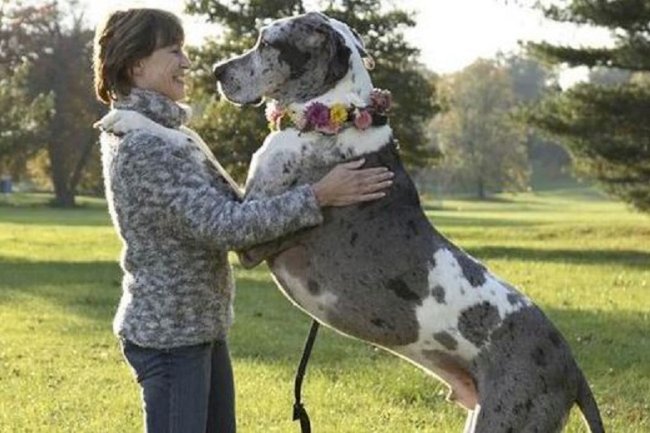 Dog Grooming and Hygiene: Removing Pet Hair from your Home 