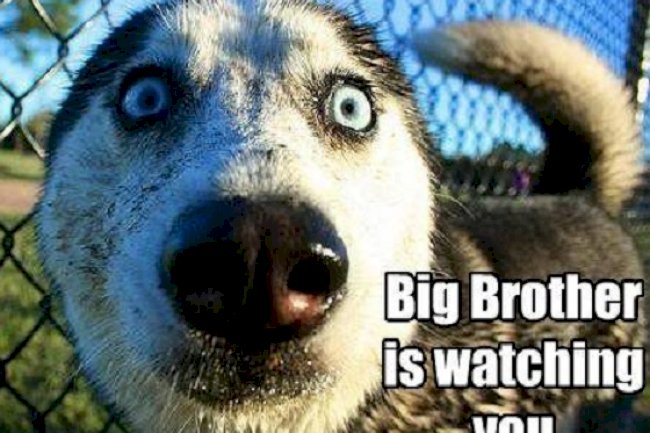 Dog Psychology: Your Dog watches you and interprets your behavior 