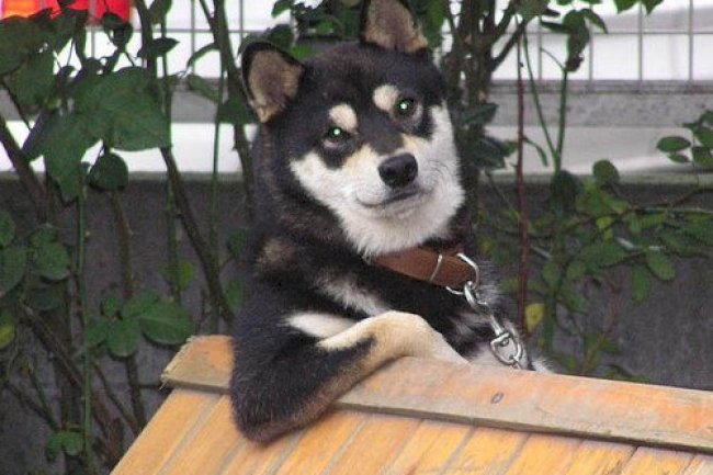 Dog Psychology: Who leads and who follows?