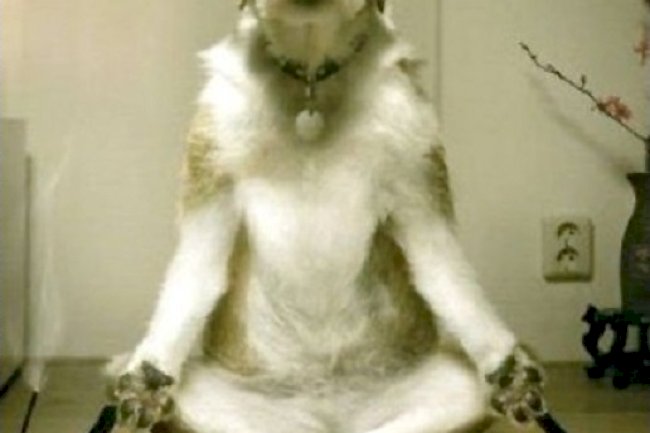 Dog Psychology: Dominance and Dog Training 