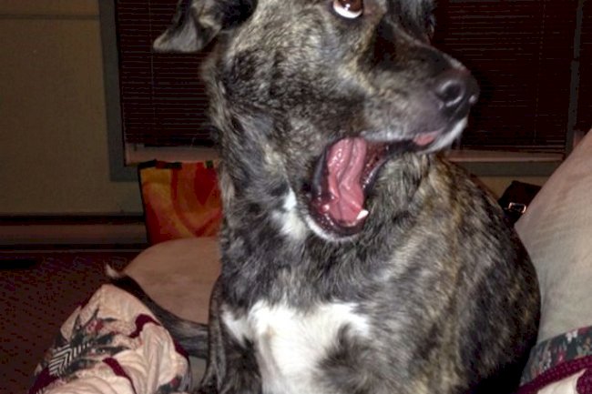 Dog Psychology: 12 things you didn't know