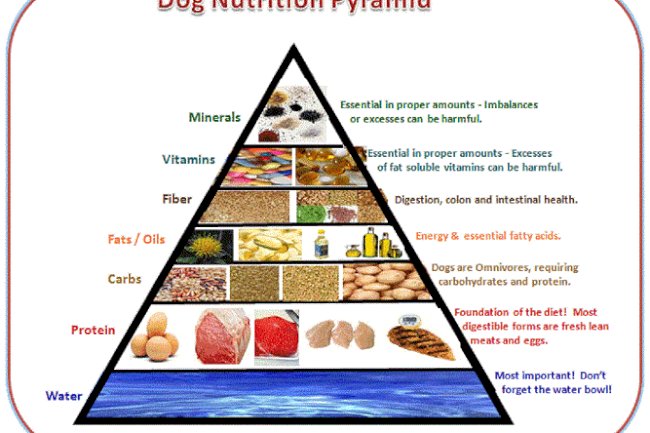 Nutrition: Types of Dog Food - The Basics