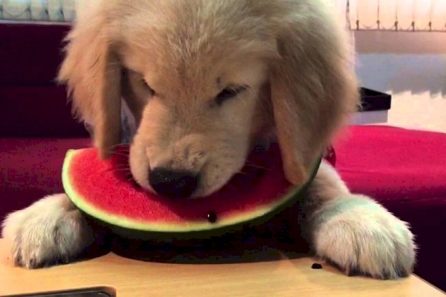 Nutrition: Feeding Puppies  