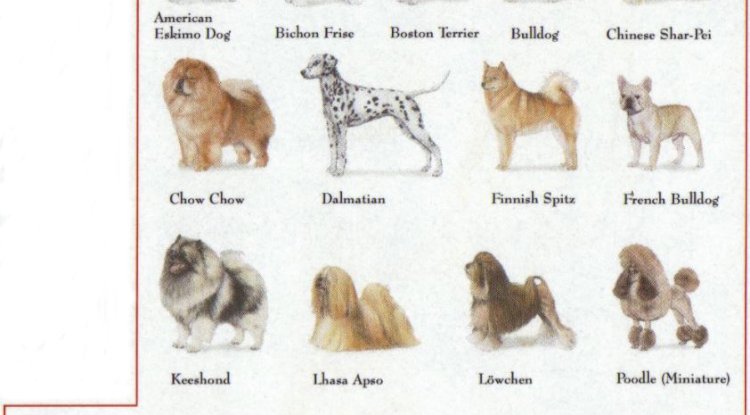 what are the dog categories