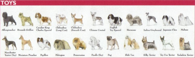 Categories of Dogs - Toy Dogs