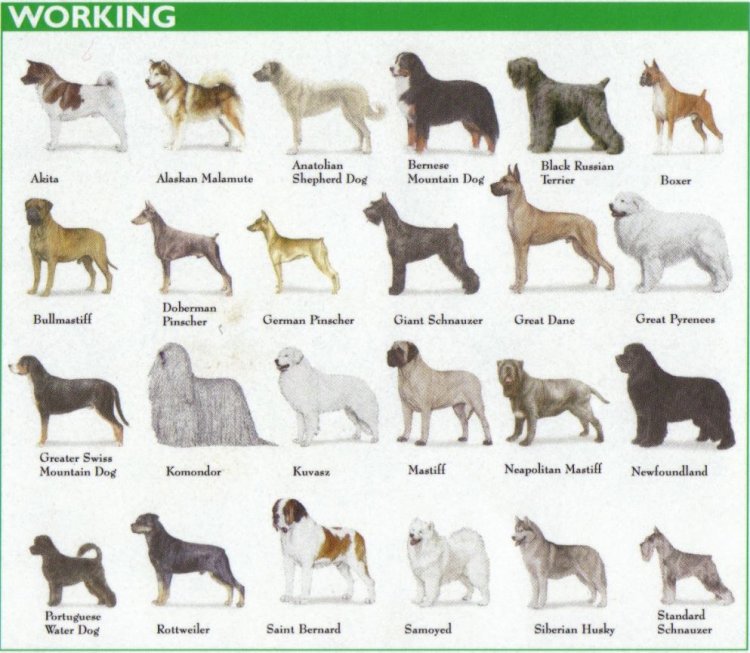 Categories of Dogs - Working Dogs
