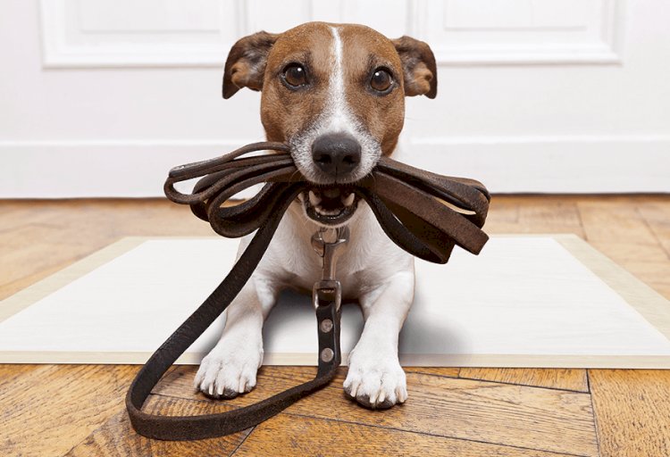 Leash Training for Dogs