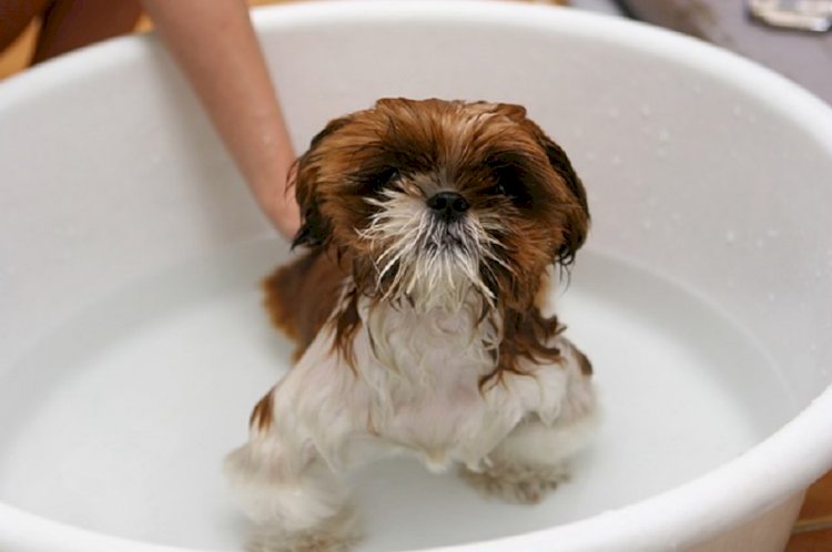 Dog Grooming and Hygiene: Dog grooming the Basics