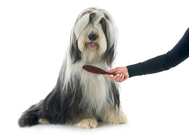 Dog Grooming and Hygiene: Save money by grooming your Dog at home