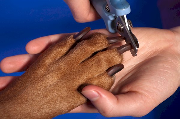 Dog Grooming and Hygiene: How to trim your dog's nails 