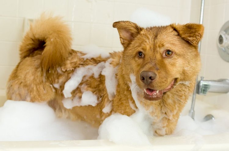 Dog Grooming and Hygiene: Using Shampoos and Conditioners 
