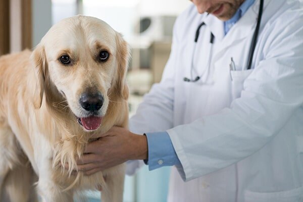 Access the Database of Dog Conspiracy and learn everything about the Diseases and Conditions of Dogs