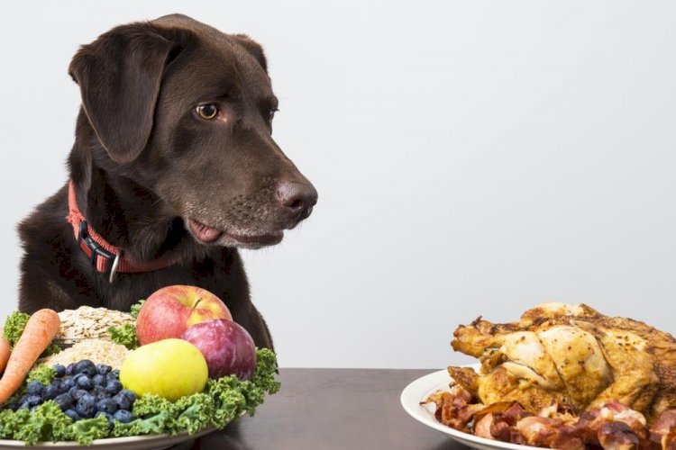 Nutrition: Make Homemade Dog Food 