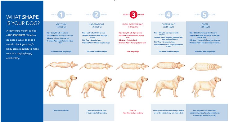 Nutrition: Dog Weight Issues 