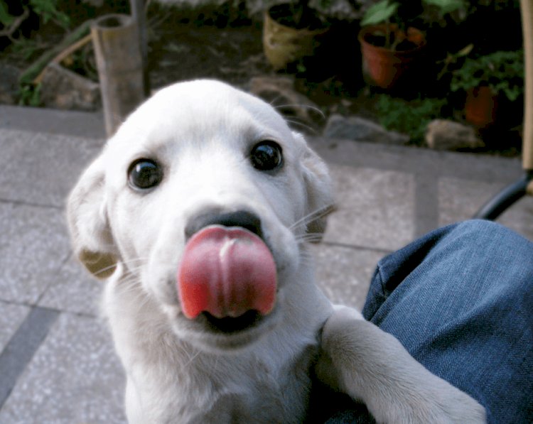 10 Reason Why Dogs tend to lick