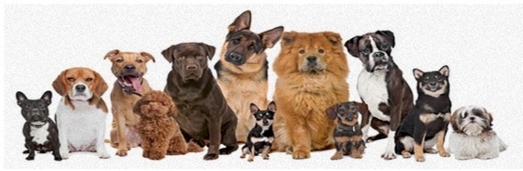 Find Kennels and Dog Breeders Worldwide!!!